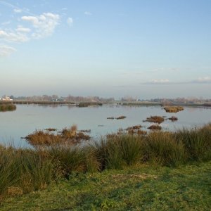 Groene Jonker